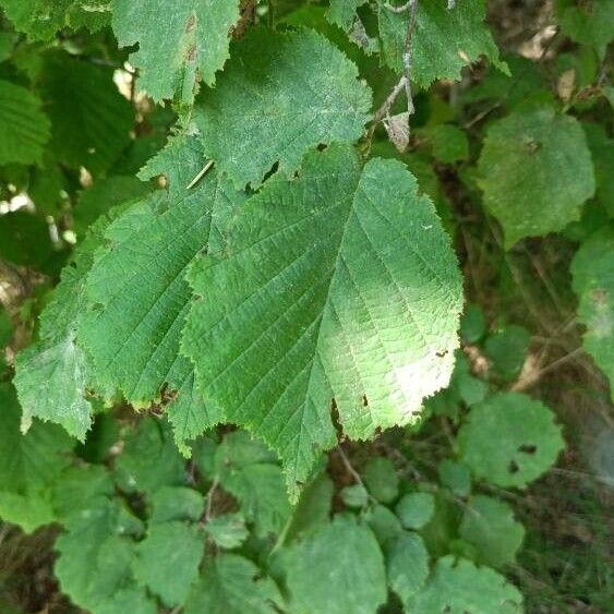 Corylus cornuta ഇല