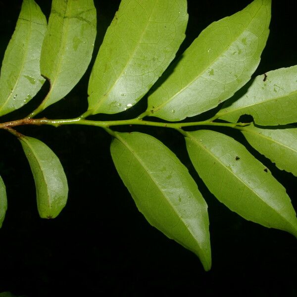 Symplococarpon purpusii Leaf