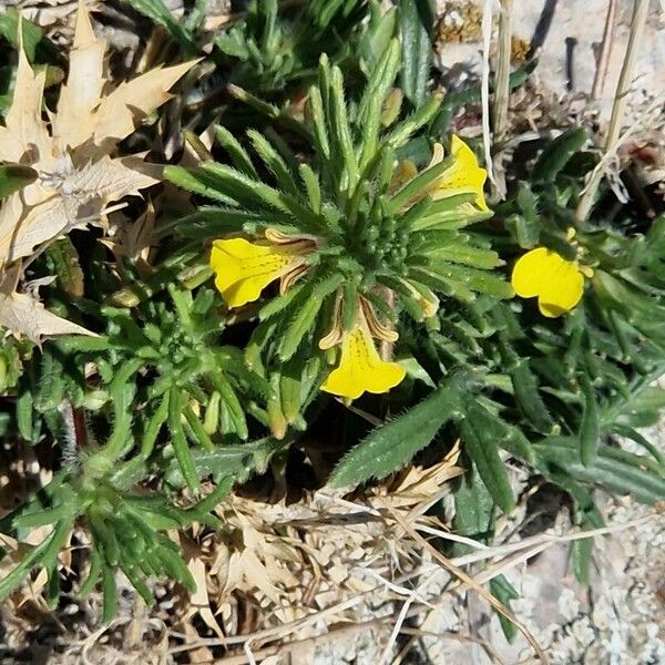 Ajuga chamaepitys Habitus