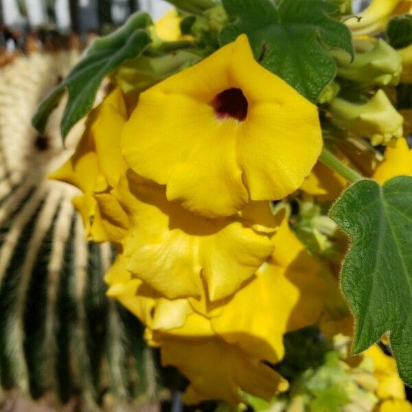 Uncarina peltata Flower