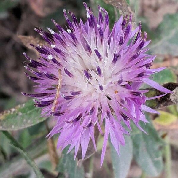 Centaurea aspera Žiedas