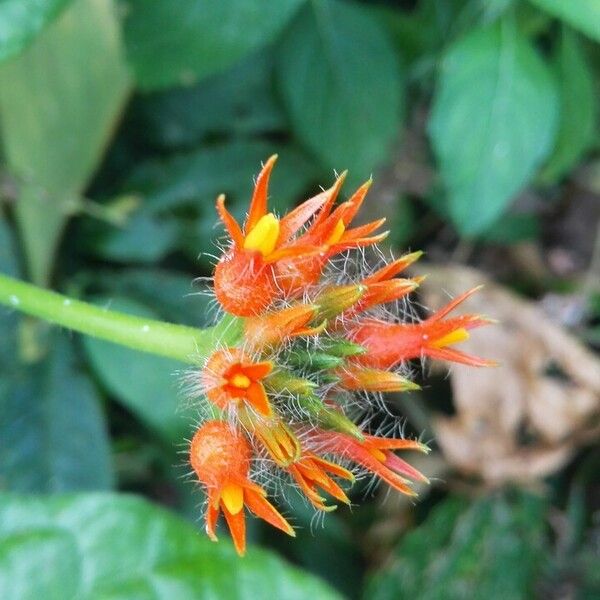 Gurania bignoniacea Flower