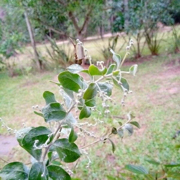 Acacia podalyriifolia 果実