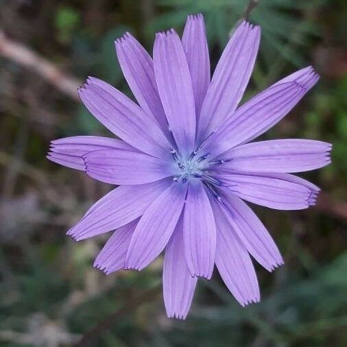 Lactuca perennis Fiore