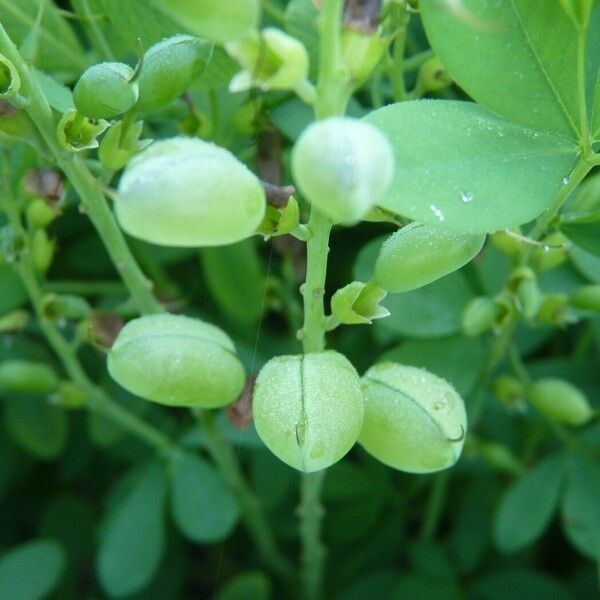 Baptisia australis Meyve