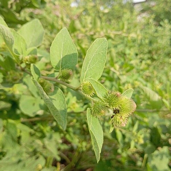 Arctium minus Flors