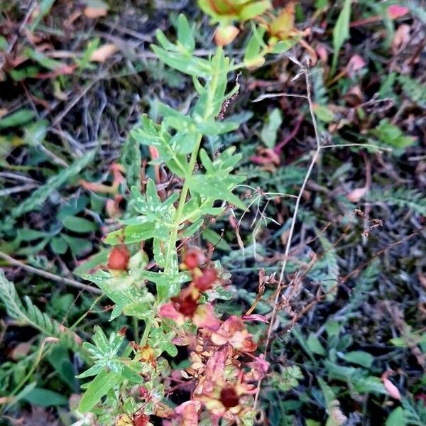 Hypericum annulatum Leaf