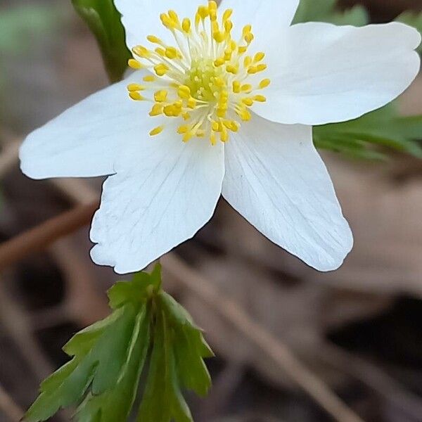 Anemonoides quinquefolia Flor