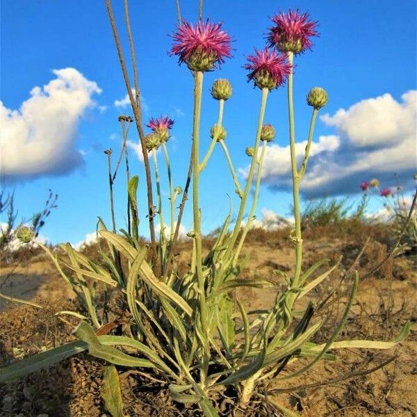 Jurinea albicaulis Floro