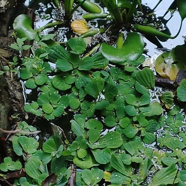 Pistia stratiotes Hostoa