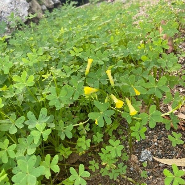 Oxalis pes-caprae Цвят