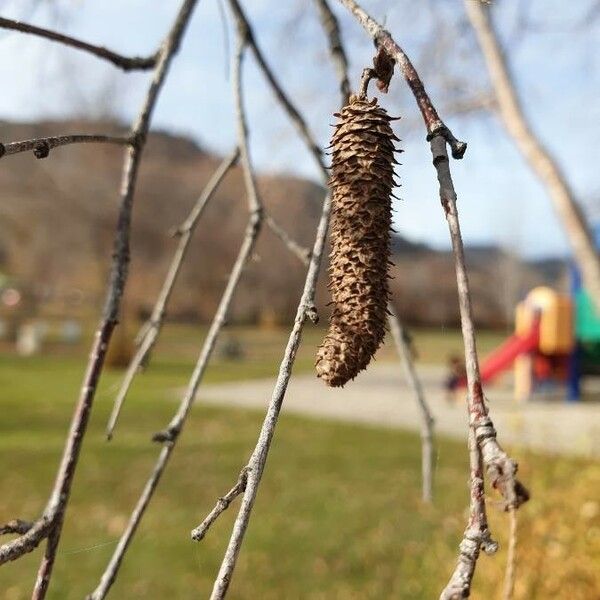 Betula occidentalis Flower