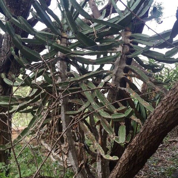 Euphorbia triangularis Kora