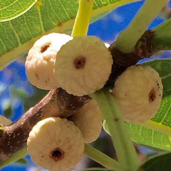 Ficus salicifolia Vili