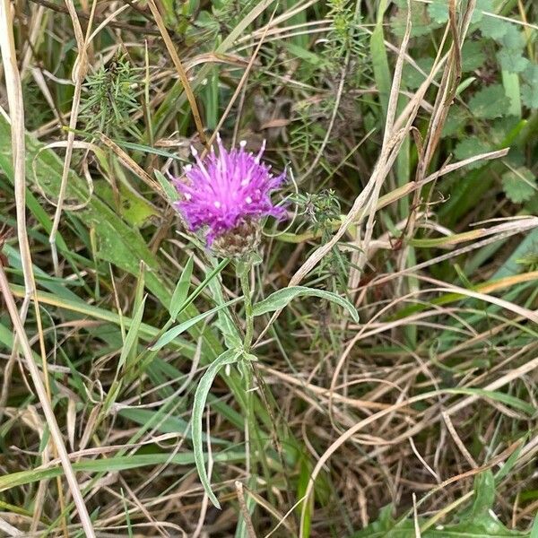 Centaurea nigra পাতা