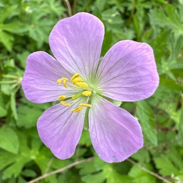 Geranium maculatum Žiedas