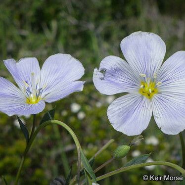 Linum lewisii Flors