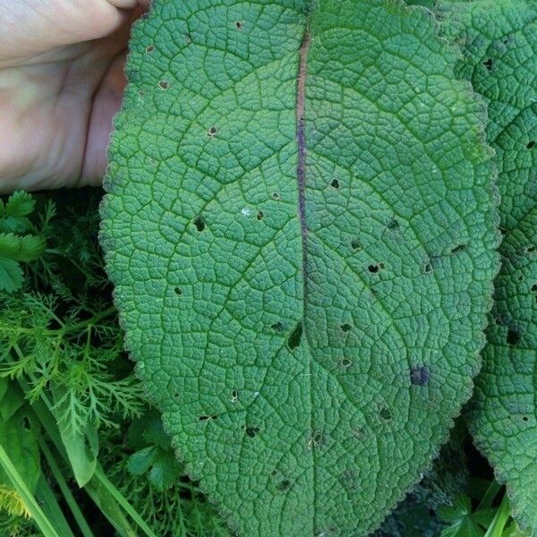 Verbascum nigrum Leaf