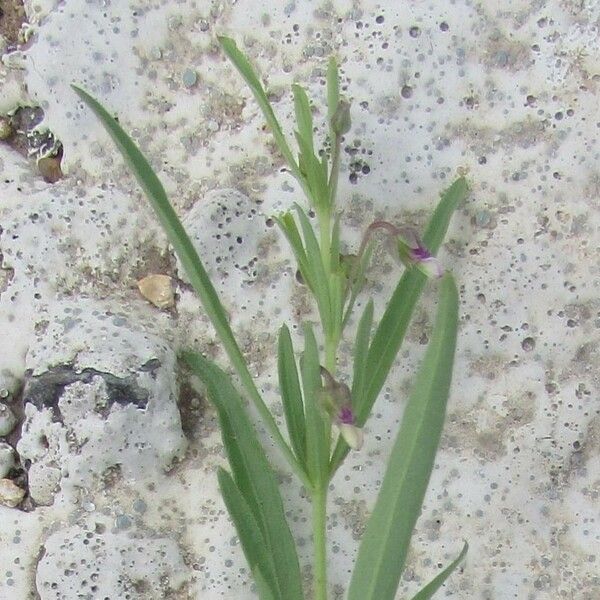 Pombalia verticillata Blad