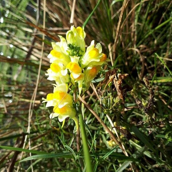 Linaria vulgaris Fleur