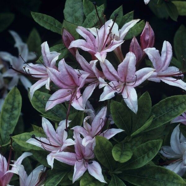 Rhododendron arborescens Λουλούδι