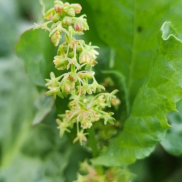 Rumex spinosus Blüte