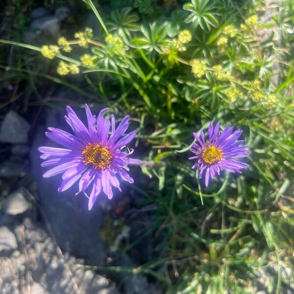 Aster alpinus Кветка