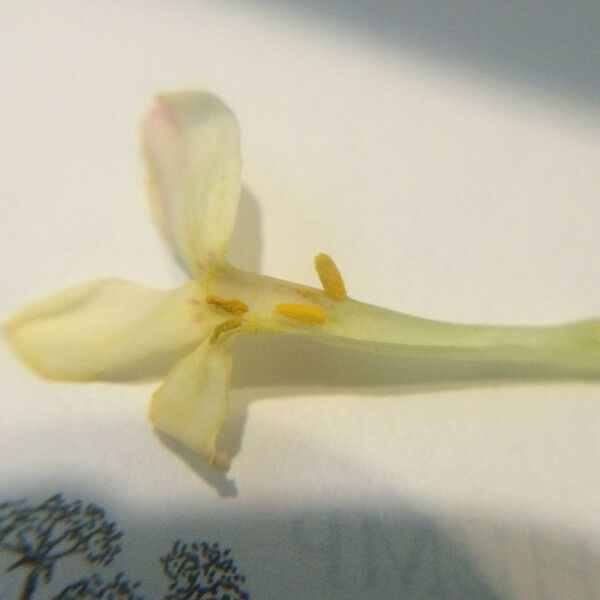 Phlox longifolia Flower