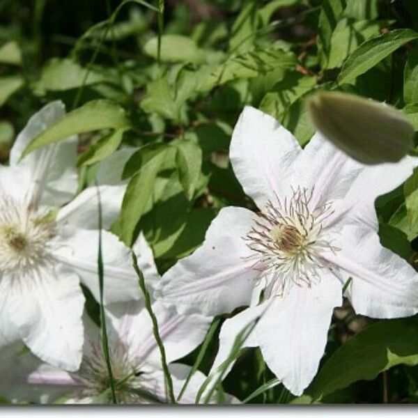 Clematis patens Flower