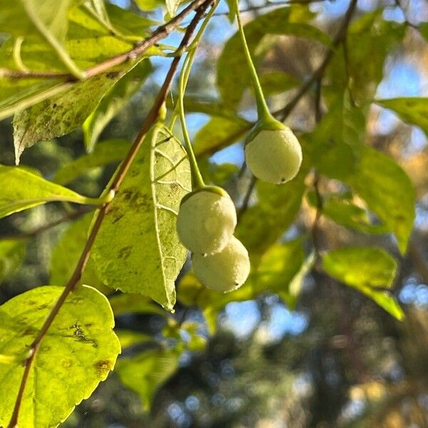 Styrax japonicus Ffrwyth