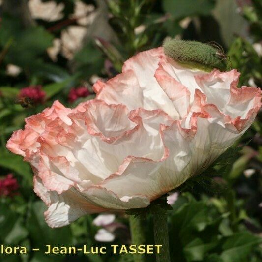 Papaver bracteatum Flower