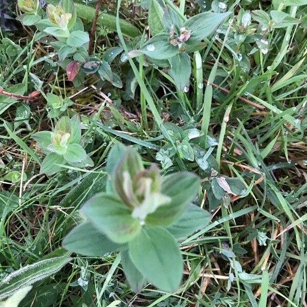 Hypericum hirsutum Folla