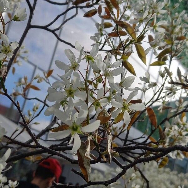 Amelanchier × lamarckii 花