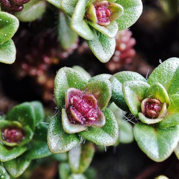 Thymus praecox Blad