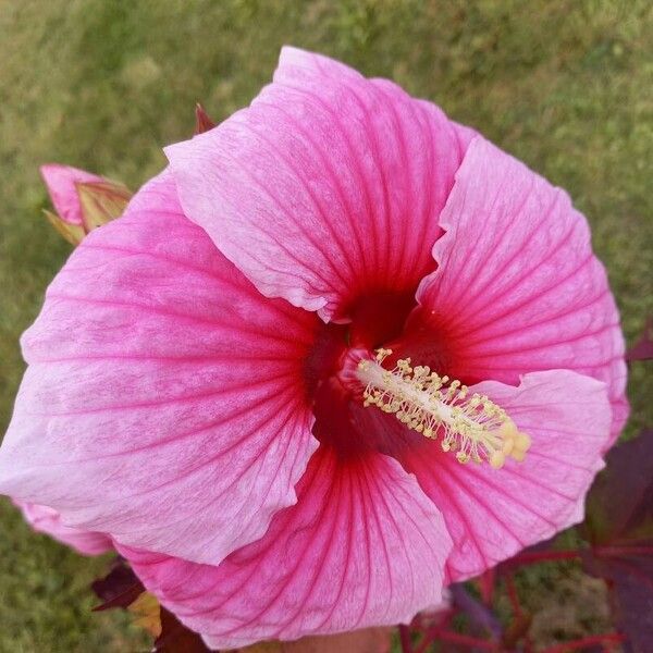 Hibiscus moscheutos Flower