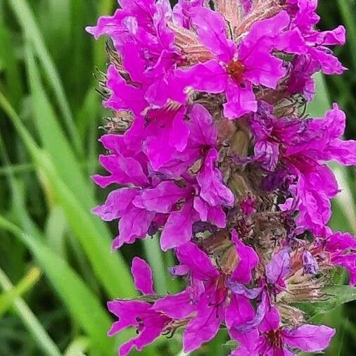 Lythrum salicaria Çiçek