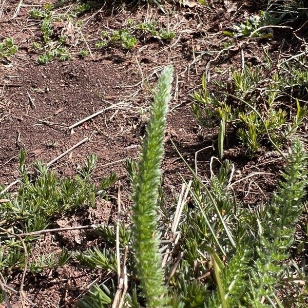 Achillea setacea Лист