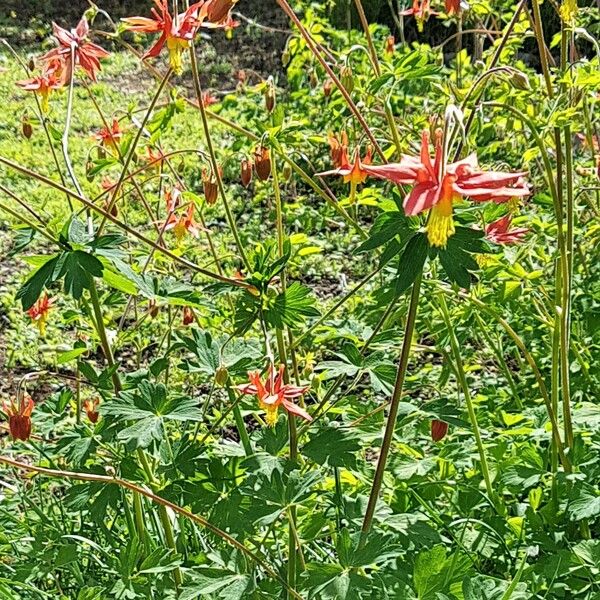 Aquilegia formosa Virág