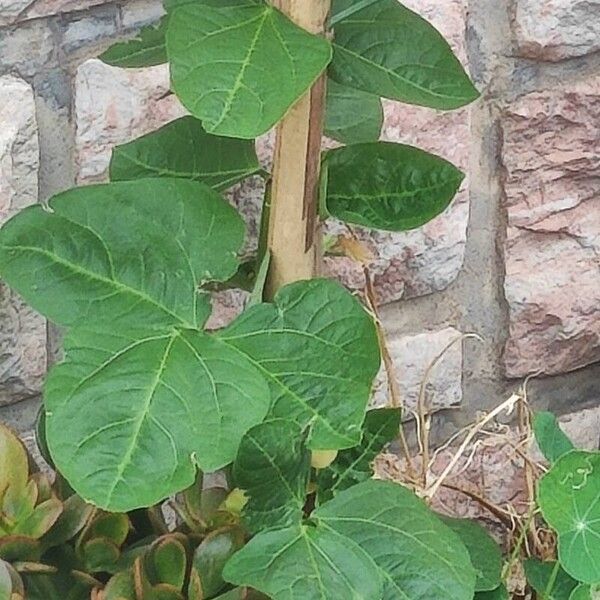 Vigna unguiculata Blad