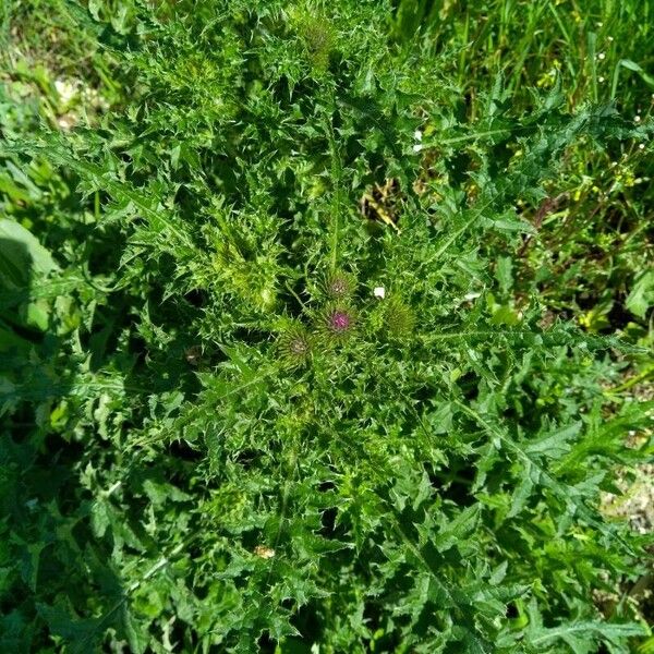 Carduus crispus Habit