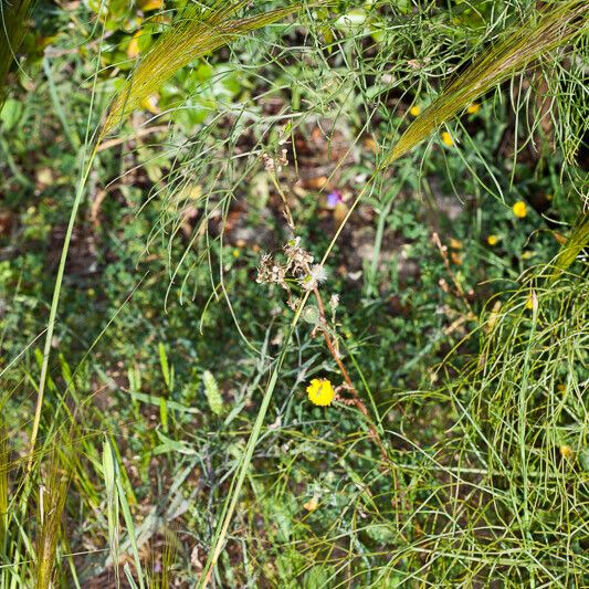 Stipa capensis Yeri