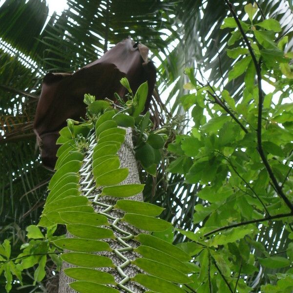 Vanilla planifolia Frunză