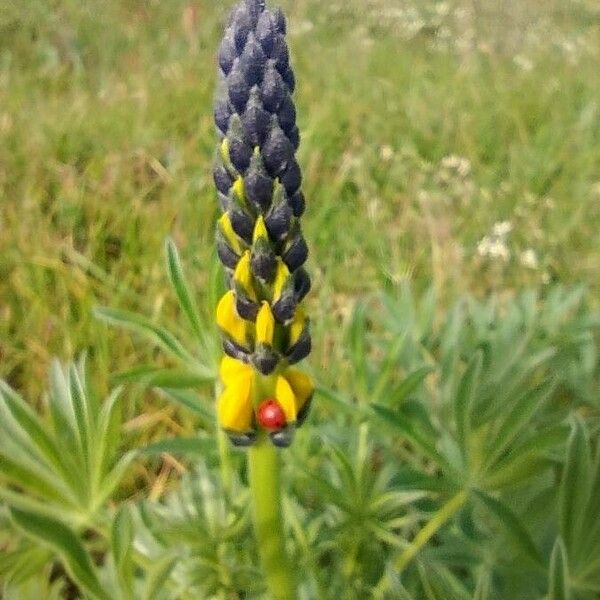 Lupinus luteus Flower