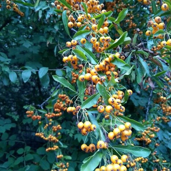 Pyracantha crenulata Frucht