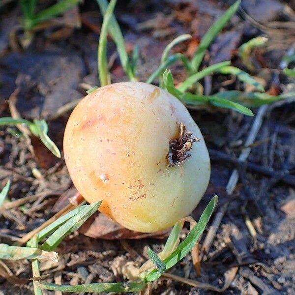 Sorbus domestica ഫലം