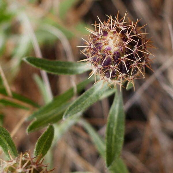 Centaurea aspera Kabuk