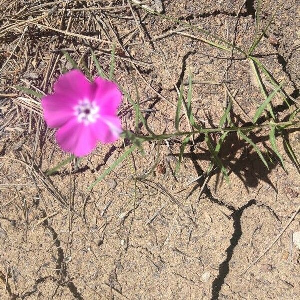 Phlox mesoleuca 葉