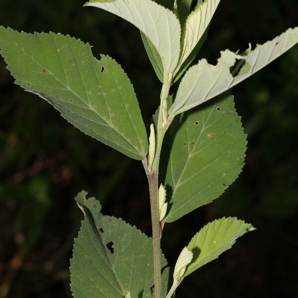 Sida rhombifolia Blatt