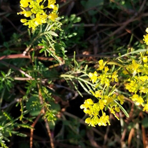 Rorippa sylvestris Flors