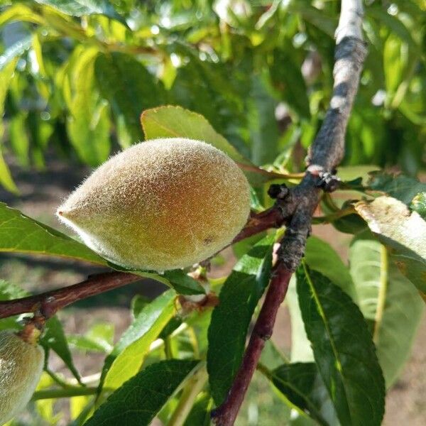 Prunus persica Plod